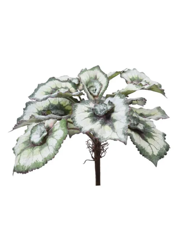 Aldik Home Desk Plants | Tropical Plants & Flowers<Escargot Begonia Leaves 15 in. White/Green