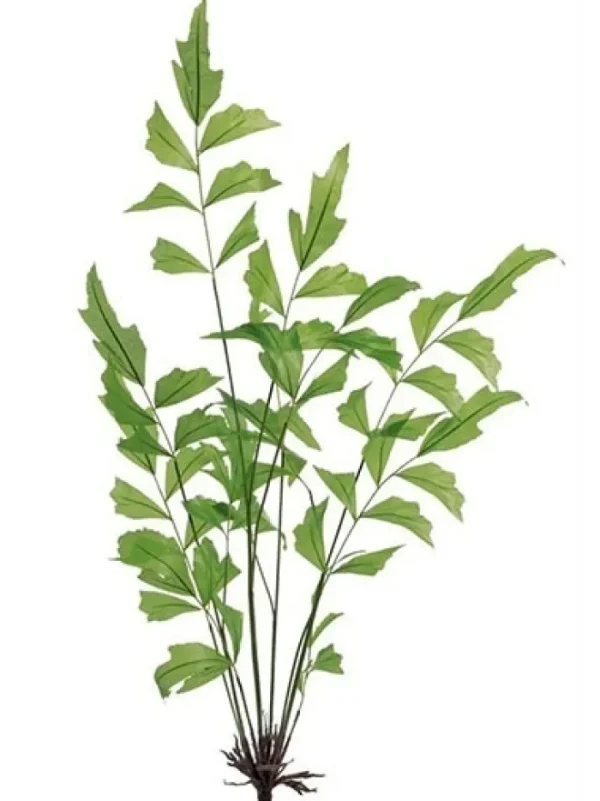 Aldik Home Tropical Plants & Flowers<Fishtail Palm 42 in. Green