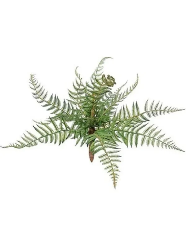 Aldik Home Desk Plants | Tropical Plants & Flowers<Forest Fern 12 in.
