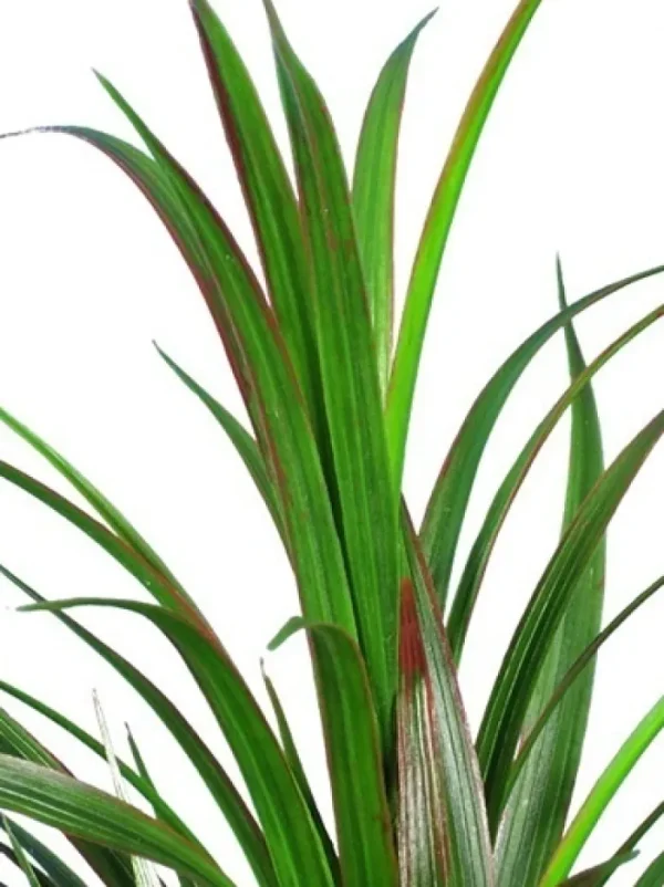 Aldik Home Artificial Grasses<Grass Bush 33 in. Green / Red