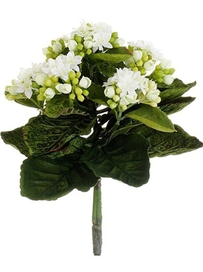 kalanchoe_bush__in_white_0.webp Aldik Home Flowering Bushes<Kalanchoe Bush 9 in. White