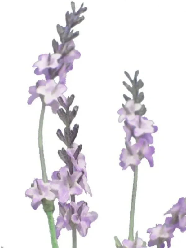 Aldik Home Flowering Bushes<Lavender Bush 14 in.