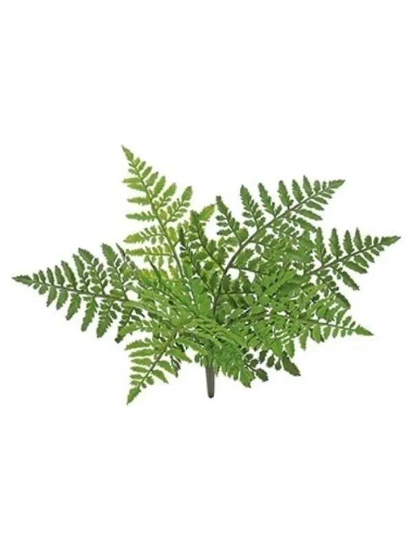 Aldik Home Desk Plants | Tropical Plants & Flowers<Leather Fern Bush 14 in.