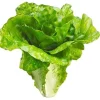 Aldik Home Fruit And Vegetables<Lettuce 6 in. Green