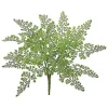 Aldik Home Desk Plants | Tropical Plants & Flowers<Maidenhair Bush 18 in.