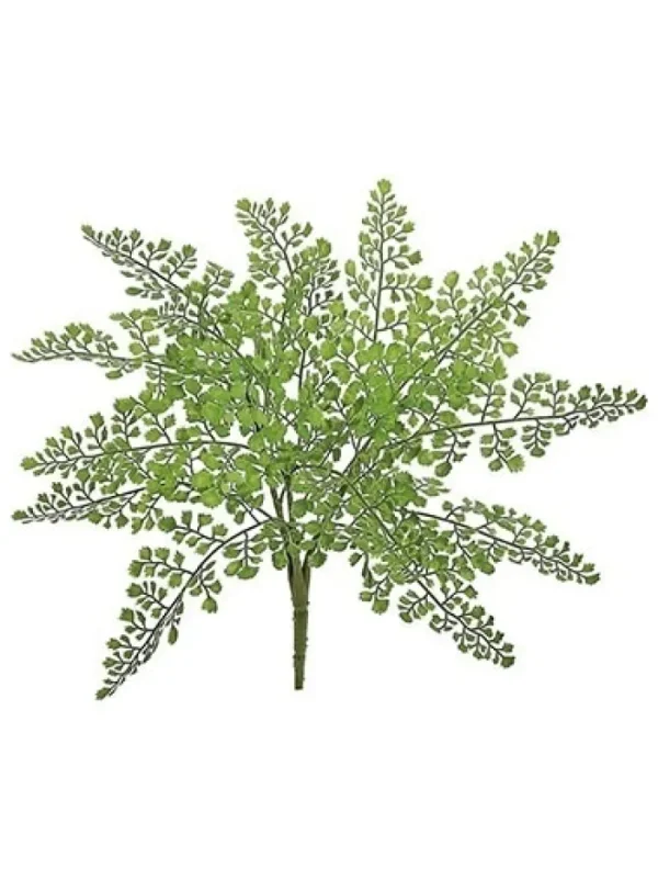 Aldik Home Desk Plants | Tropical Plants & Flowers<Maidenhair Bush 18 in.