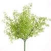 Aldik Home Desk Plants | Tropical Plants & Flowers<Maidenhair Bush 12 in. Green