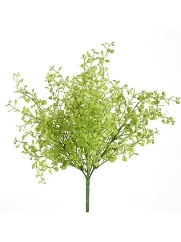 Aldik Home Desk Plants | Tropical Plants & Flowers<Maidenhair Bush 12 in. Green