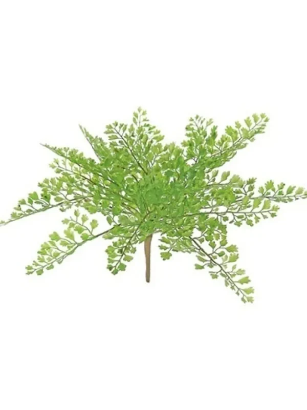 Aldik Home Desk Plants | Tropical Plants & Flowers<Maidenhair Fern 11 in. Green