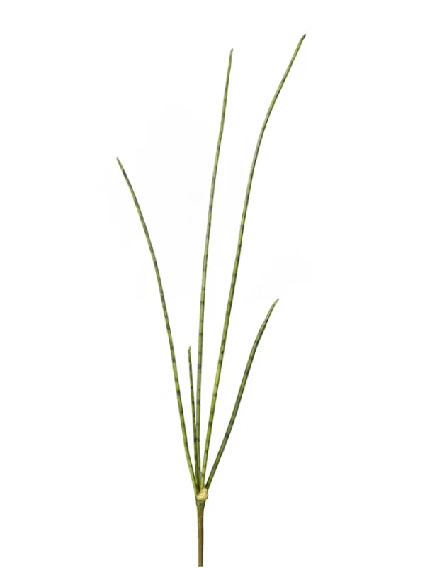 Aldik Home Tropical Plants & Flowers<Mikado Sansevieria 30.71 In.