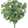 Aldik Home Desk Plants | Tropical Plants & Flowers<Mini Fittonia Bush 16 in. Green / Cream