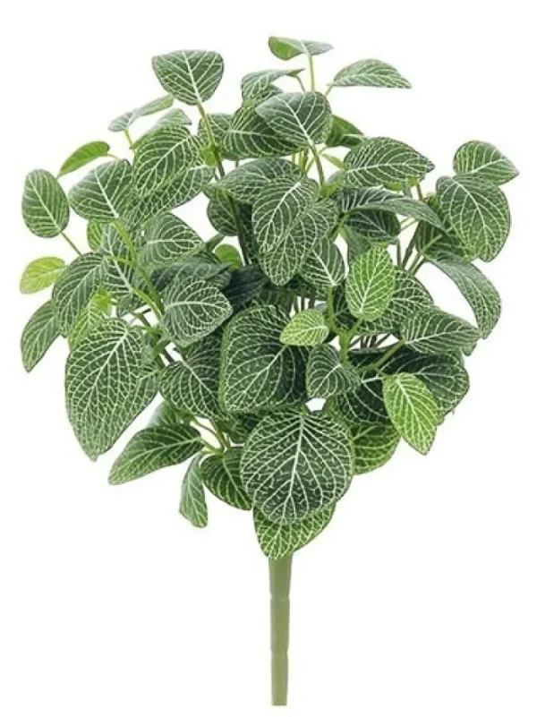 Aldik Home Desk Plants | Tropical Plants & Flowers<Mini Fittonia Bush 16 in. Green / Cream