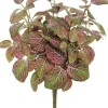Aldik Home Desk Plants | Tropical Plants & Flowers<Mini Fittonia Bush 16 in. Red / Green