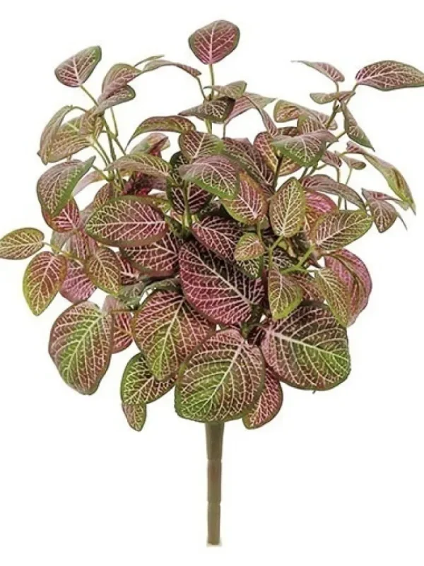 Aldik Home Desk Plants | Tropical Plants & Flowers<Mini Fittonia Bush 16 in. Red / Green
