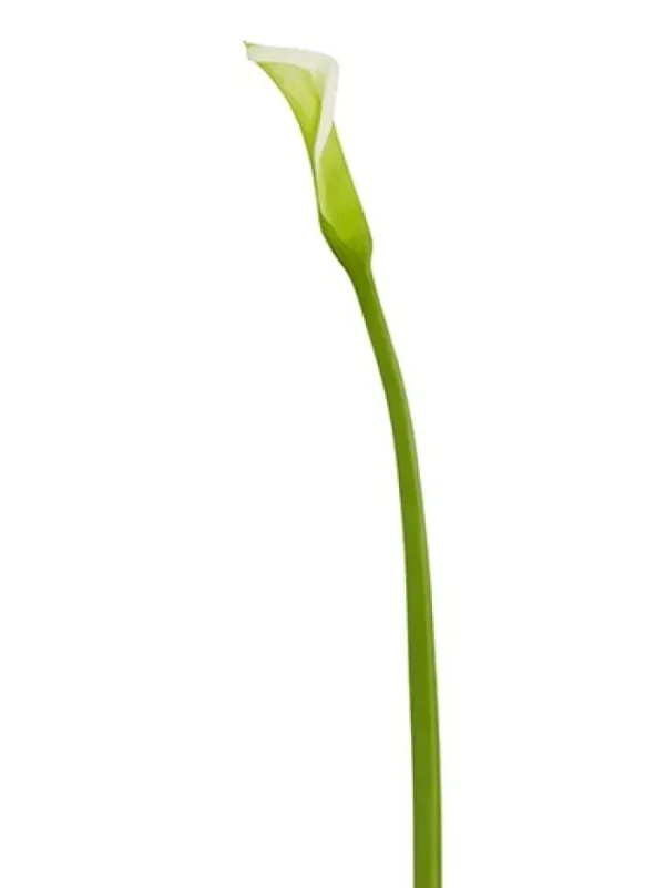 Aldik Home Natural Touch Silk Flowers | Silk Lilies<Natural Touch Calla Lily Bud 28 in. Light Green