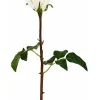 Aldik Home Natural Touch Silk Flowers | Silk Roses<Natural Touch Rose Dutchess Bud 20.5 in. Cream
