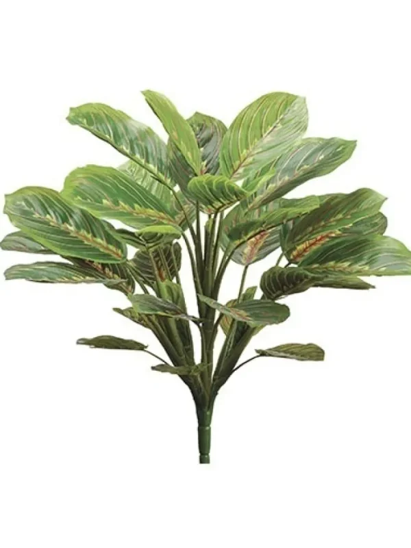 Aldik Home Desk Plants | Tropical Plants & Flowers<Peacock Plant 19 in. Green / Mauve