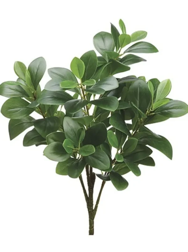 Aldik Home Desk Plants | Tropical Plants & Flowers<Peperomia Bush 20 in. Green