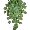 Aldik Home Desk Plants | Tropical Plants & Flowers<Peperomia Vine 25 in. Sage / Burgundy