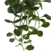 Aldik Home Desk Plants | Tropical Plants & Flowers<Pepperomia Bush 24 in. Dark Green