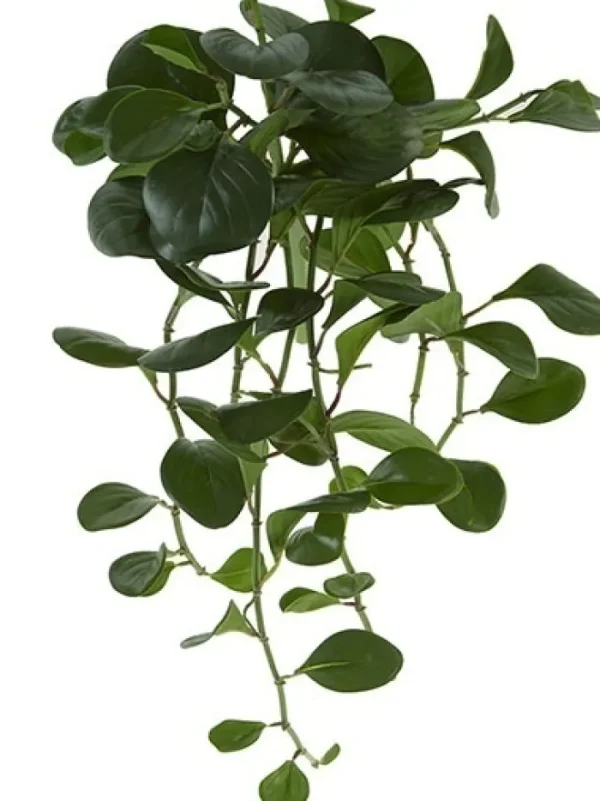 Aldik Home Desk Plants | Tropical Plants & Flowers<Pepperomia Bush 24 in. Dark Green
