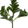 Aldik Home Desk Plants | Tropical Plants & Flowers<Pepperomia Bush 12 in. Dark Green
