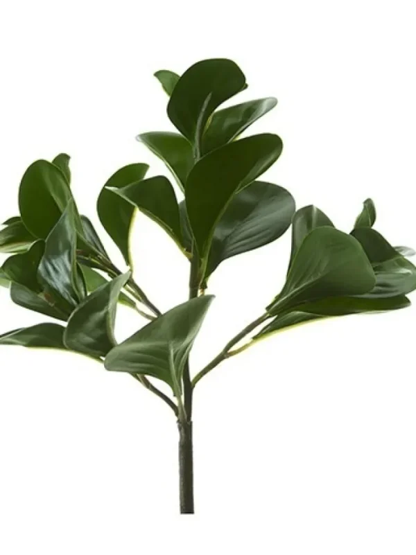 Aldik Home Desk Plants | Tropical Plants & Flowers<Pepperomia Bush 12 in. Dark Green