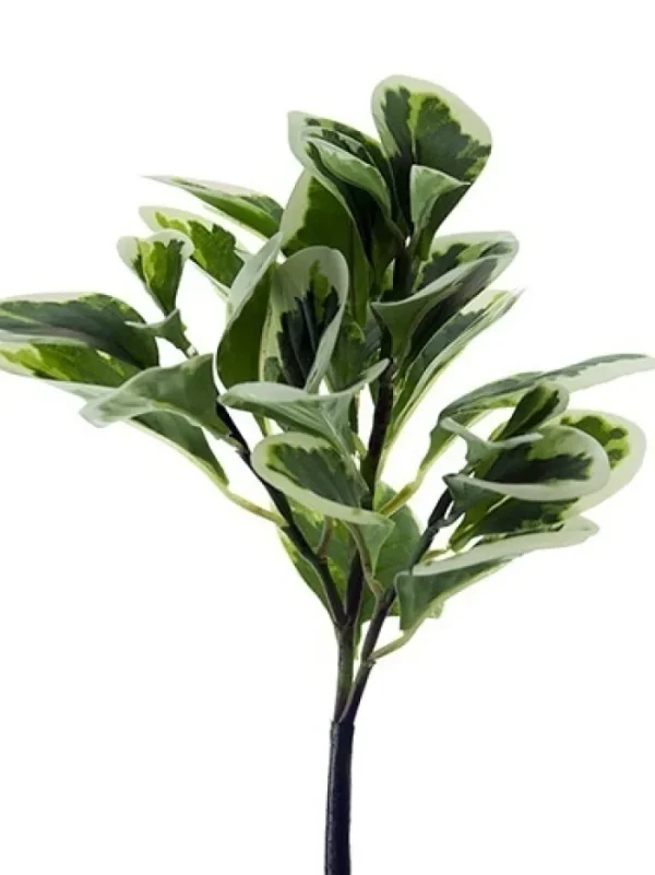 Aldik Home Desk Plants | Tropical Plants & Flowers<Pepperomia Bush 12 in. Green / White