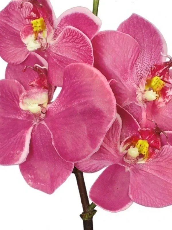 Aldik Home Silk Orchids<Phalaenopsis Mini 20 in. Fuchsia