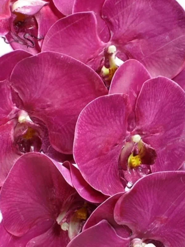 Aldik Home Silk Orchids<Phalaenopsis Spray 45 in. Fuchsia
