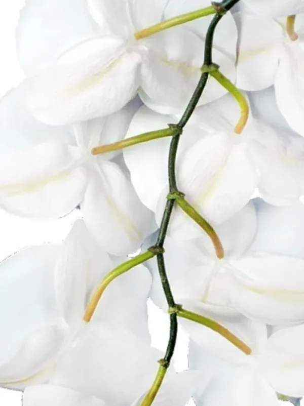 Aldik Home Silk Orchids<Phalaenopsis Spray 45 in. White