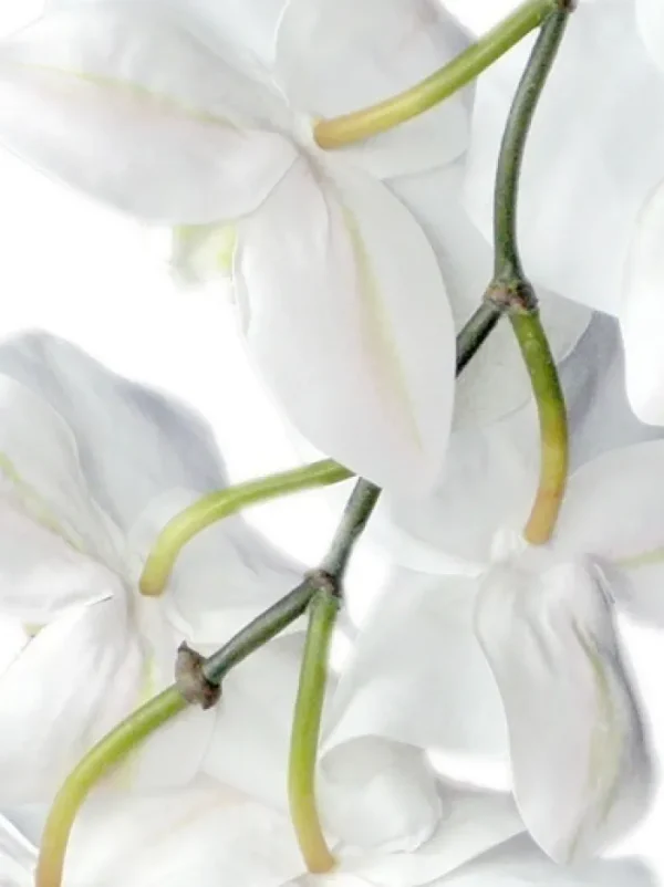 Aldik Home Silk Orchids<Phalaenopsis Spray 37.5 in. White