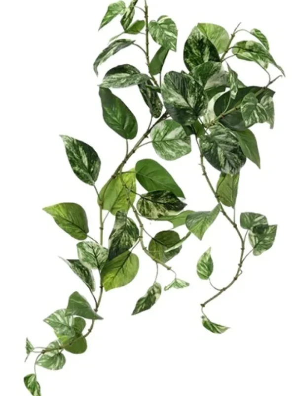 Aldik Home Tropical Plants & Flowers<Pothos Bush 27 in. Green / White