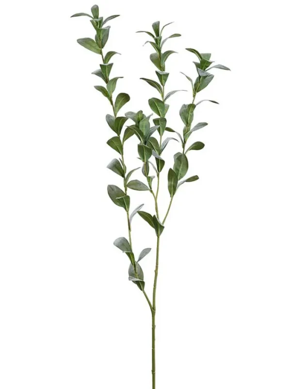 Aldik Home Tropical Plants & Flowers<Ruscus Hypophyllum Spray 47 in.