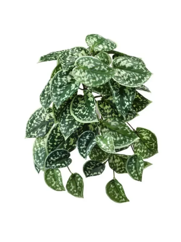 Aldik Home Desk Plants<Scindapsus Pictus Bush 9 in. Green/White