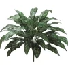 Aldik Home Tropical Plants & Flowers<Silver Queen Plant 28 in.