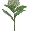 Aldik Home Tropical Plants & Flowers<Skimmia 13 in. Green / Grape