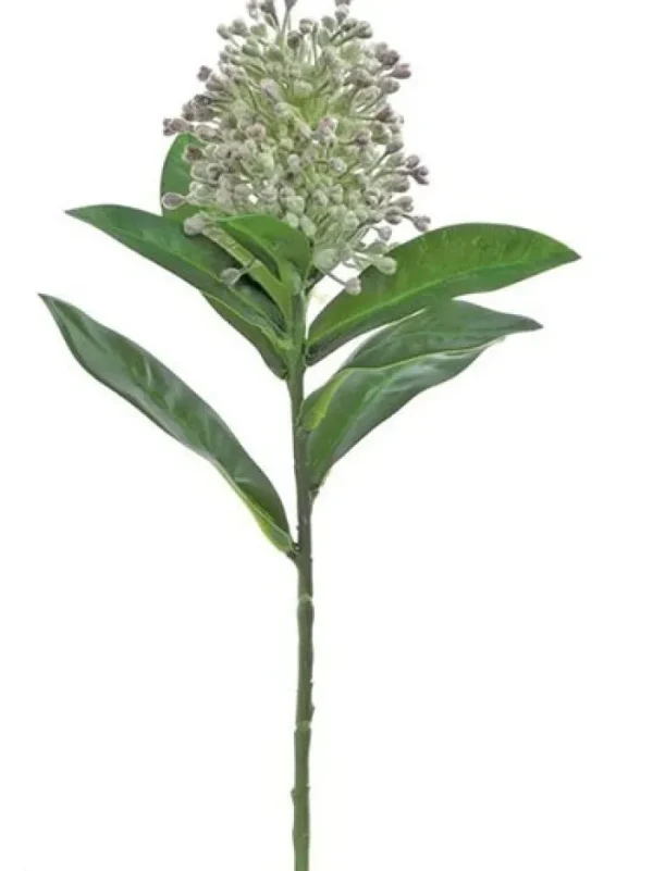 Aldik Home Tropical Plants & Flowers<Skimmia 13 in. Green / Grape