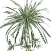 Aldik Home Tropical Plants & Flowers<Spider Plant 20 in.