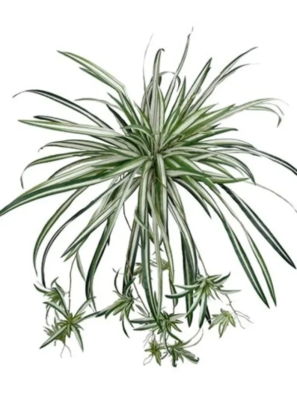 Aldik Home Tropical Plants & Flowers<Spider Plant 20 in.