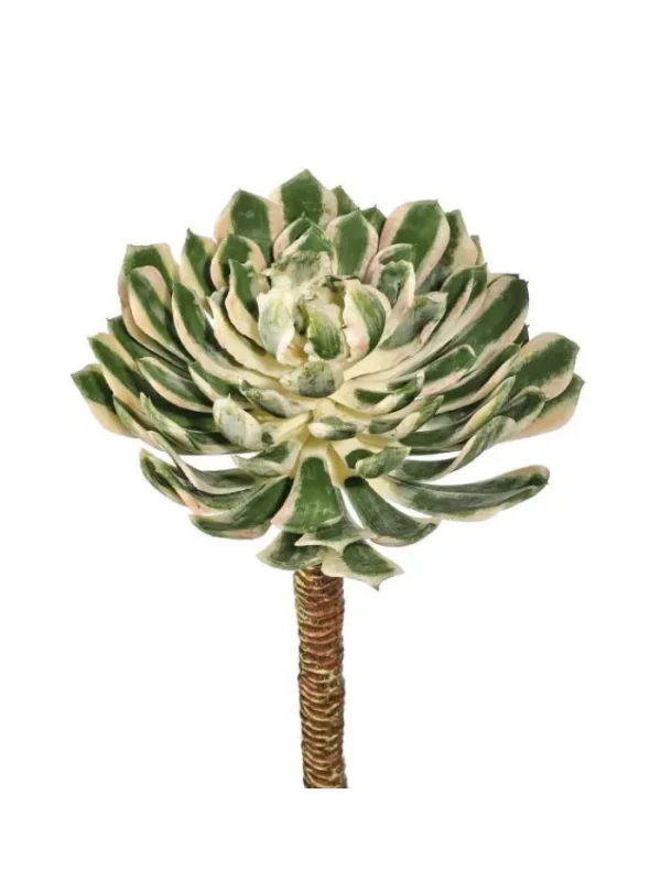 Aldik Home Echeverias<Spoon Succulent 10 in. Green/Cream/Pink