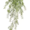 Aldik Home Tropical Plants & Flowers<Sprengeri Hanging Bush 26 in.