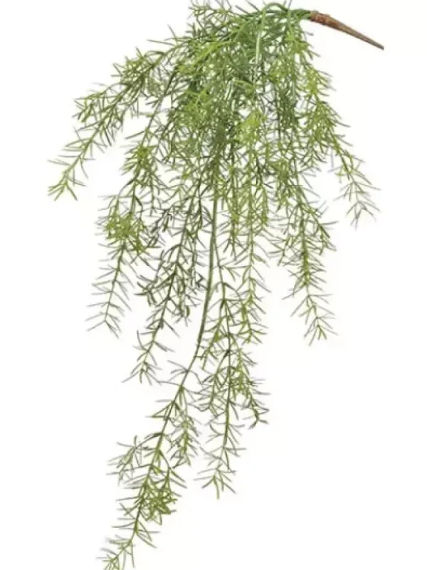 Aldik Home Tropical Plants & Flowers<Sprengeri Hanging Bush 26 in.