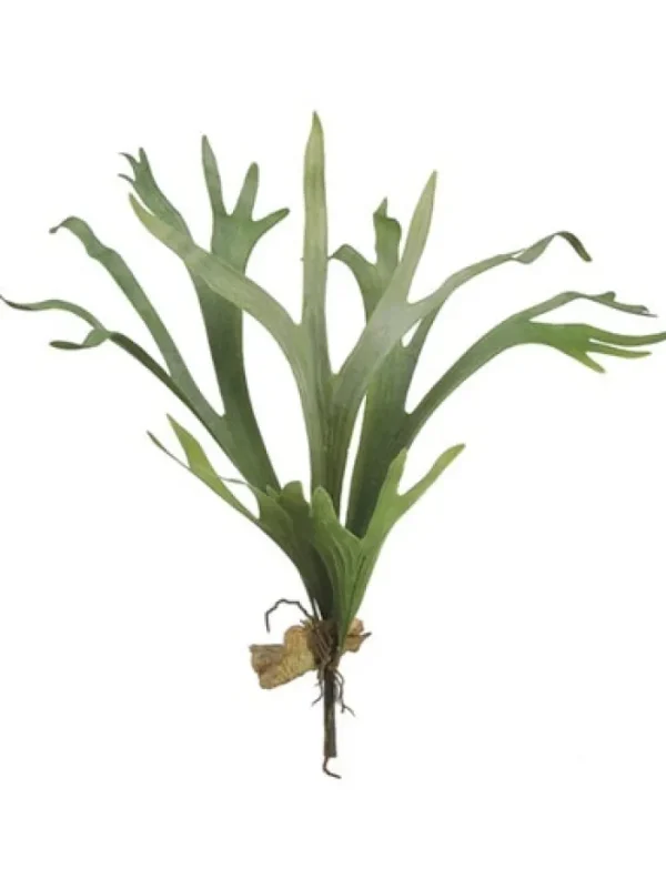 Aldik Home Tropical Plants & Flowers<Staghorn Fern 24.5 in.