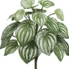 Aldik Home Tropical Plants & Flowers | Desk Plants<Watermelon Bush 12 in. Green / Silver