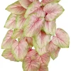 Aldik Home Desk Plants | Tropical Plants & Flowers<Wild Caladium Bush 23 in. Pink/Green