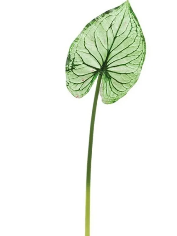 Aldik Home Tropical Plants & Flowers<Wild Caladium Leaf 36.5 in. Green