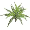 Aldik Home Desk Plants | Tropical Plants & Flowers<Wing Fern Bush 13 in.