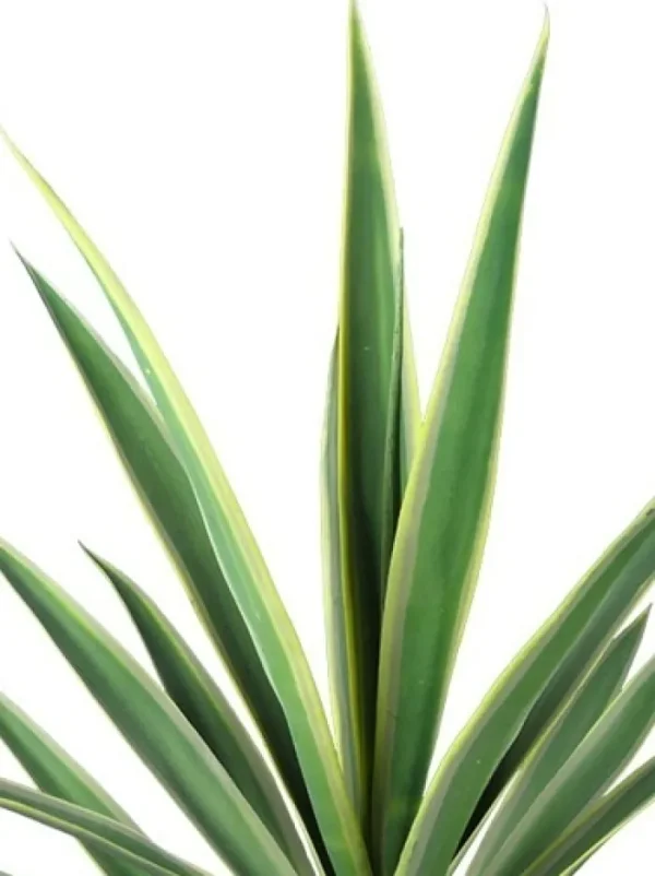 Aldik Home Yucca Plants<Yucca 27 in. Variegated Green